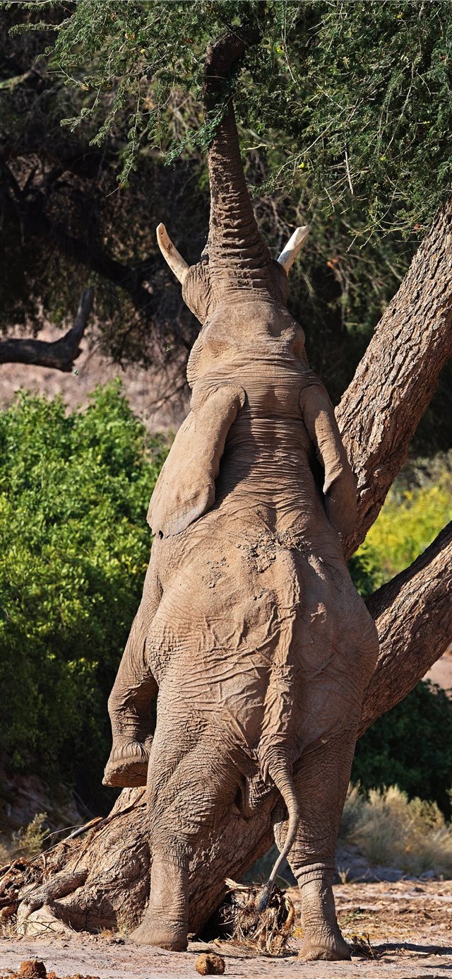 1125x2436 Hoanib  Namibia - mammal iPhone X Wallpaper