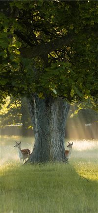 Bushy Park  Richmond  United Kingdom wallpaper