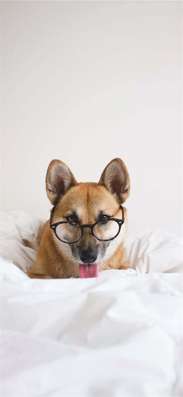 1125x2436 Aiko from @aiko inu on instagram - mammal iPhone X Wallpaper