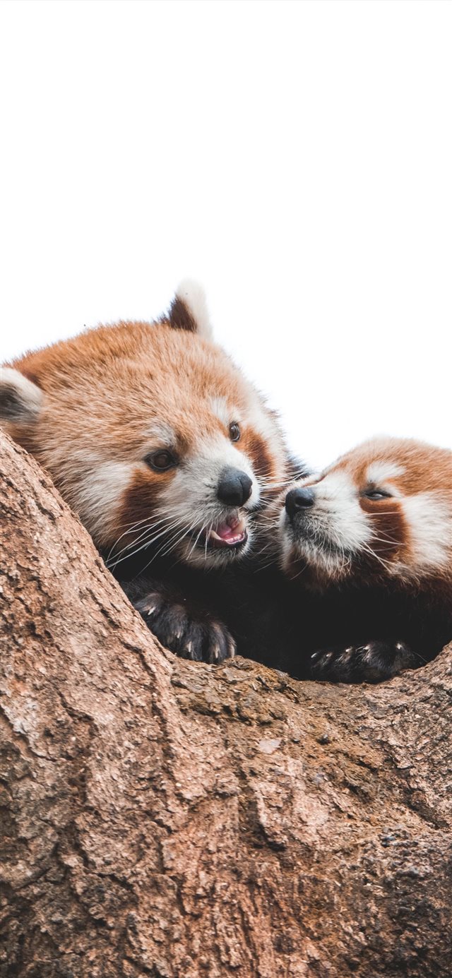 1125x2436 Hellabrunn Zoo  Munich  Germany - branch iPhone X Wallpaper