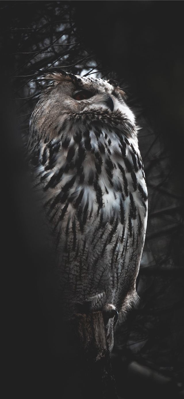 1125x2436 Hellabrunn Zoo  Munich  Germany - branch iPhone X Wallpaper