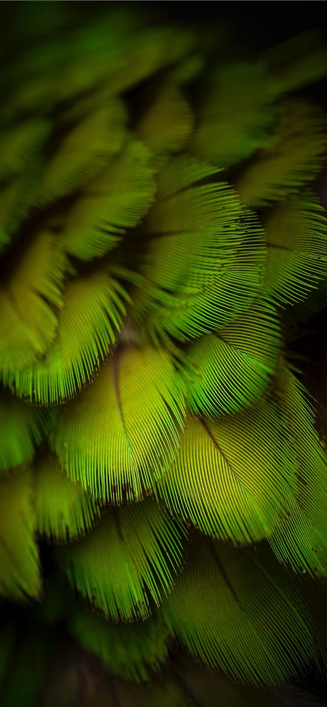 1125x2436 Beautiful feather monster model - fractal iPhone X Wallpaper