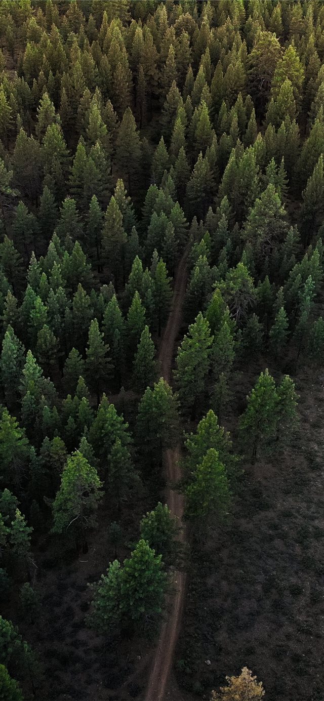 1125x2436 Egypt - dirt road iPhone X Wallpaper