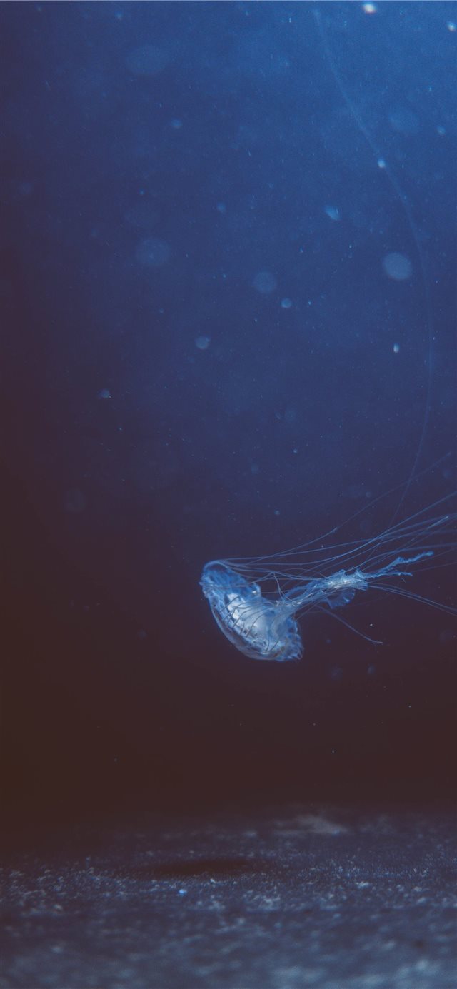 1125x2436 Jellyfish - underwater iPhone X Wallpaper