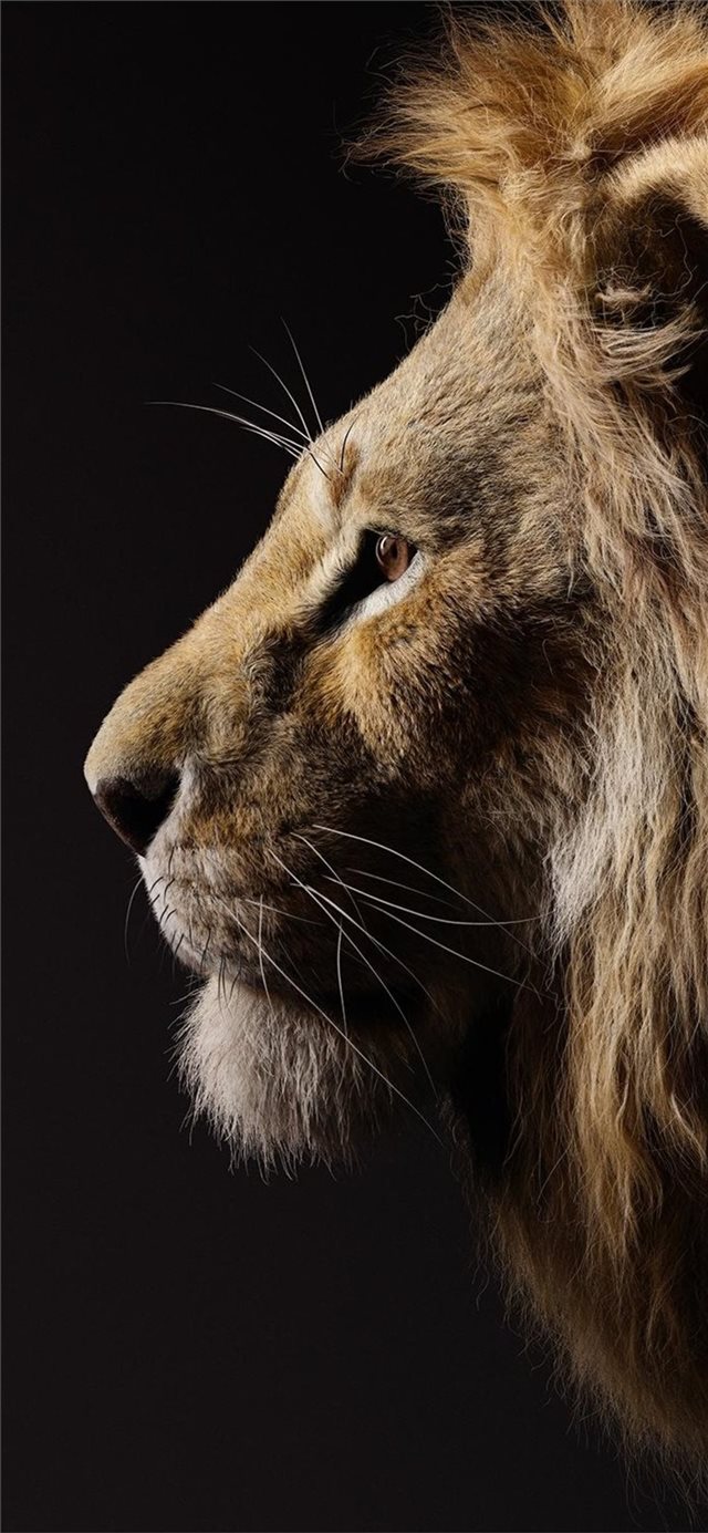 1125x2436 donald glover as simba the lion king 2019 - lion iPhone X Wallpaper