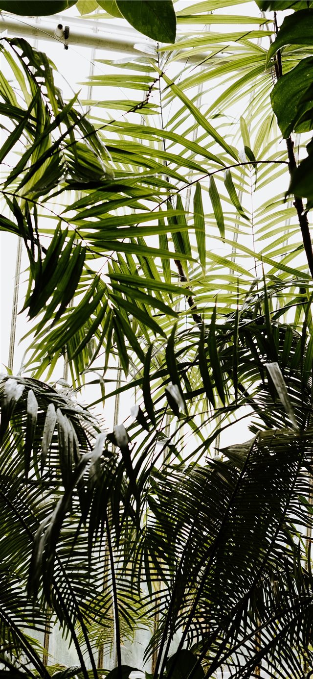 1125x2436 Greenery and tropical foliage - flare iPhone X Wallpaper