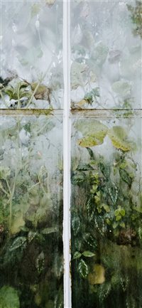 Green leaves pressed up against glasshouse wallpaper