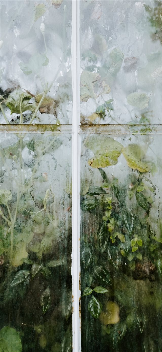 1125x2436 Green leaves pressed up against glasshouse - snow iPhone X Wallpaper