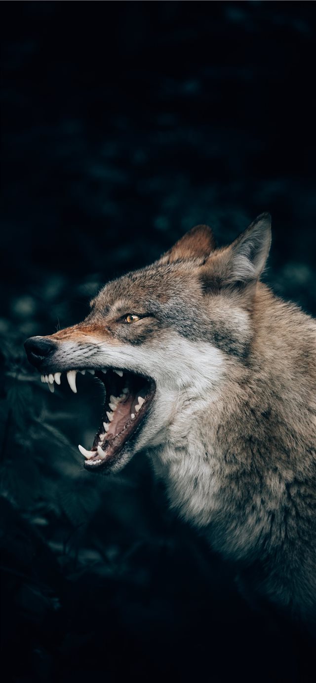 1125x2436 Wolf in the Forest - wild iPhone X Wallpaper