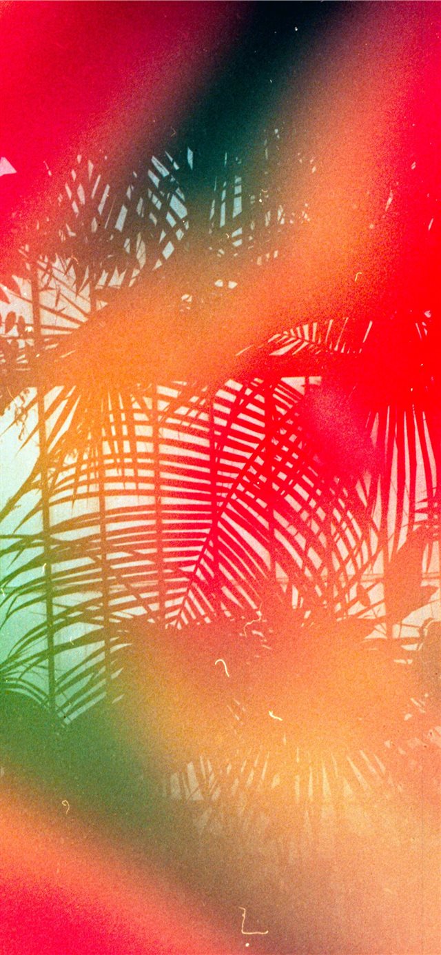 1125x2436 Tropical leaves   Shot on 35mm  Leica MDa with Dub... - modern art iPhone X Wallpaper