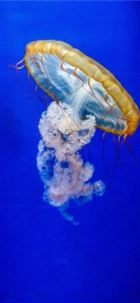 Méduse wallpaper