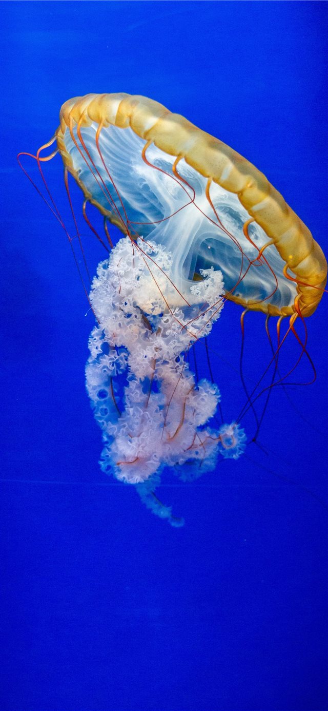 1125x2436 Méduse - jellyfish iPhone X Wallpaper