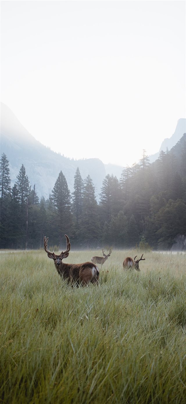 1125x2436 Yosemite Valley at Dawn - plant iPhone X Wallpaper