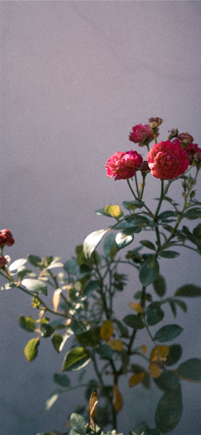 1125x2436 Follow me on Instagram   pratikgpta - flowers iPhone X Wallpaper