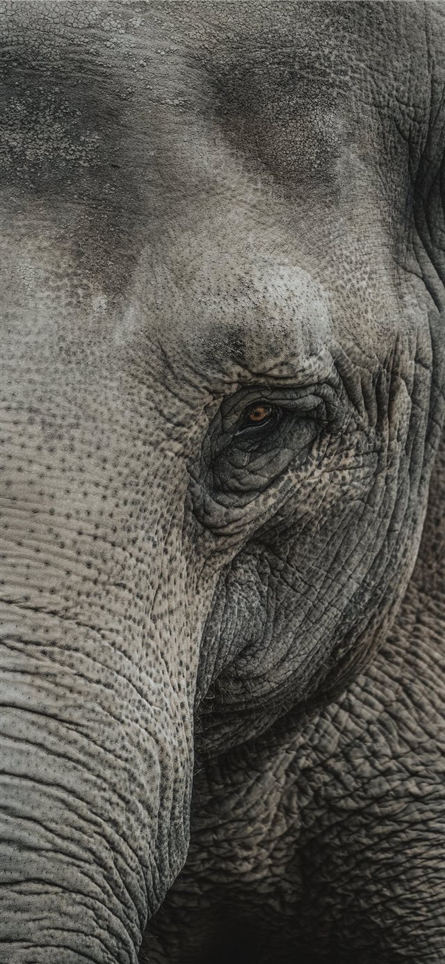 1125x2436 Elephants are probably one of my favorite animals ... - wild iPhone X Wallpaper