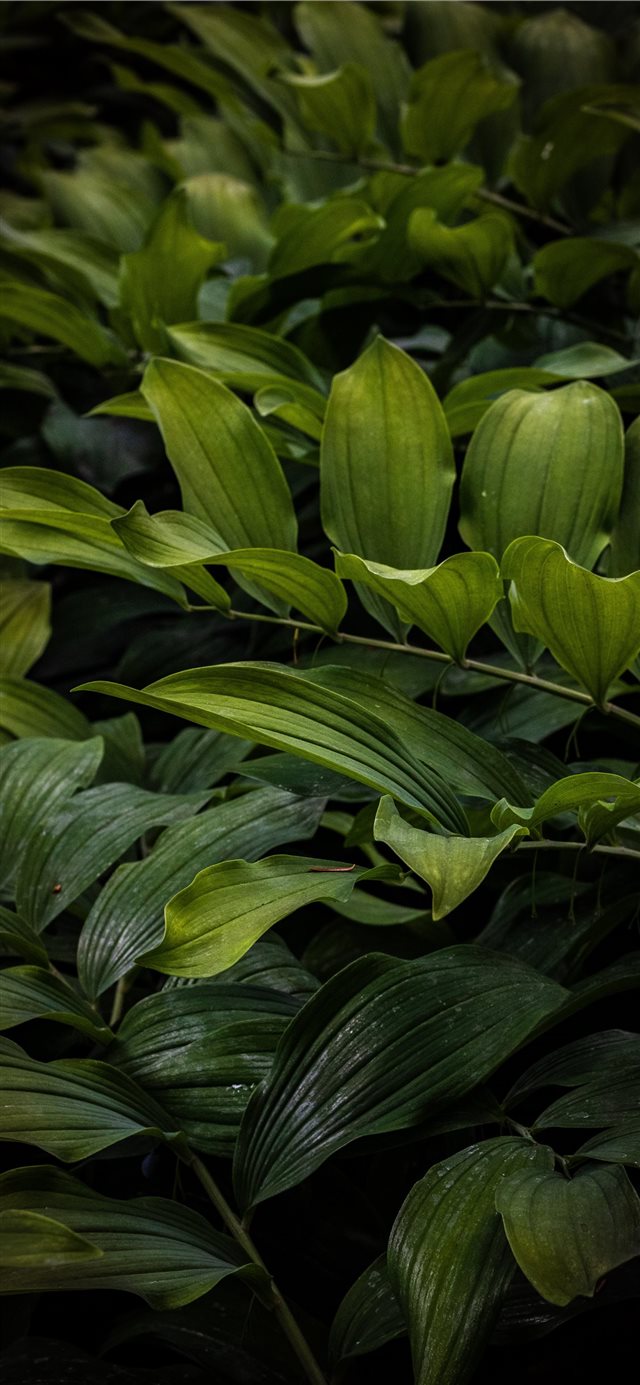 1125x2436 Beautiful ferns overlap one another - green iPhone X Wallpaper