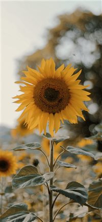 Best Sunflower Iphone X Wallpapers Hd Ilikewallpaper