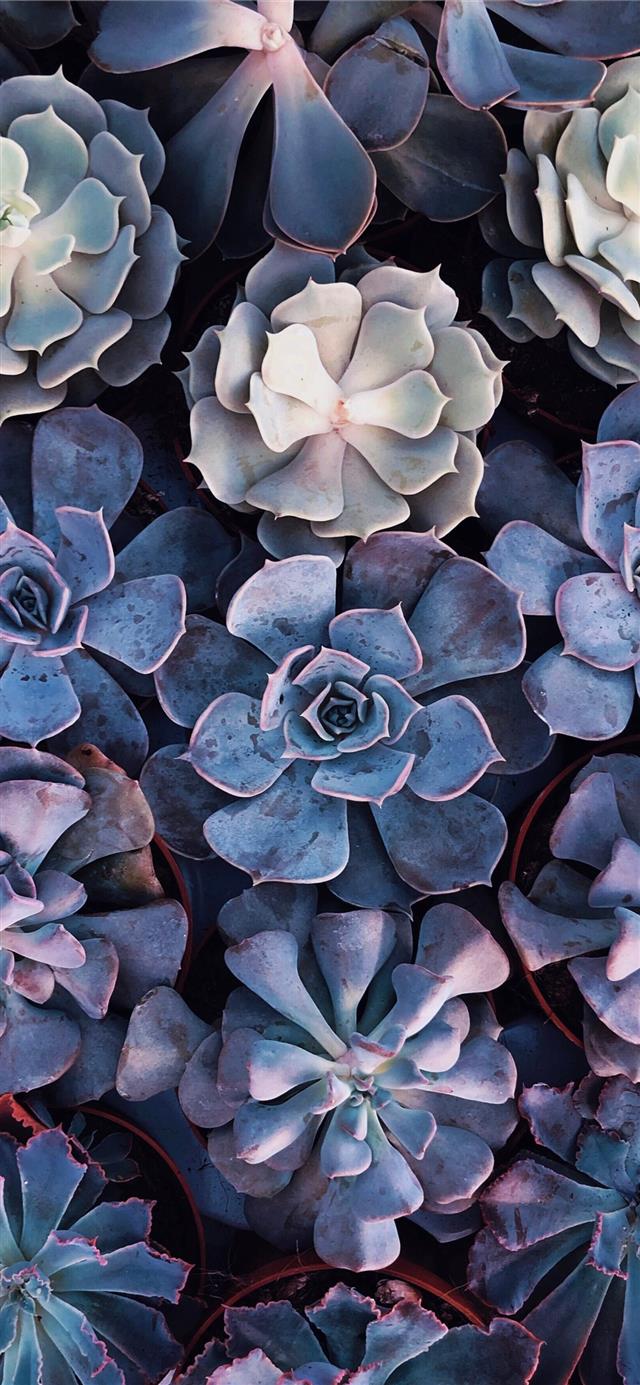 1125x2436 Unnamed Road Haifa Israel - glass iPhone X Wallpaper