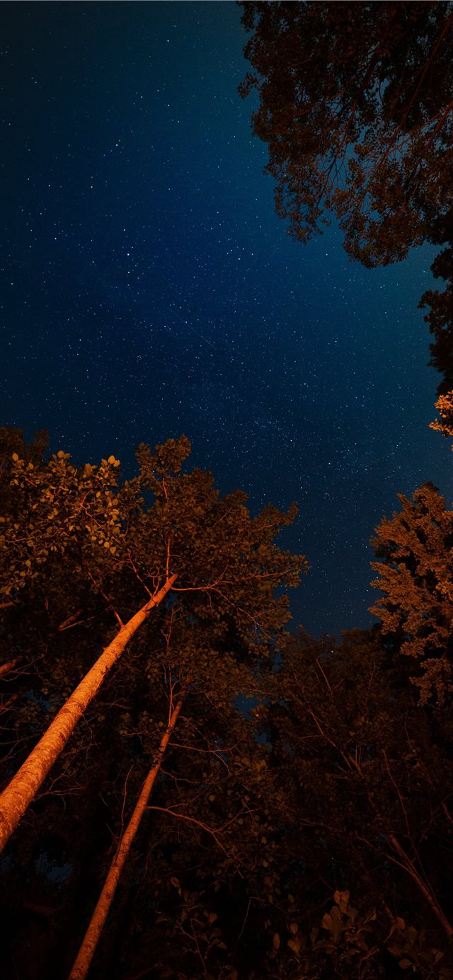 1125x2436 Under Their Spell - night iPhone X Wallpaper