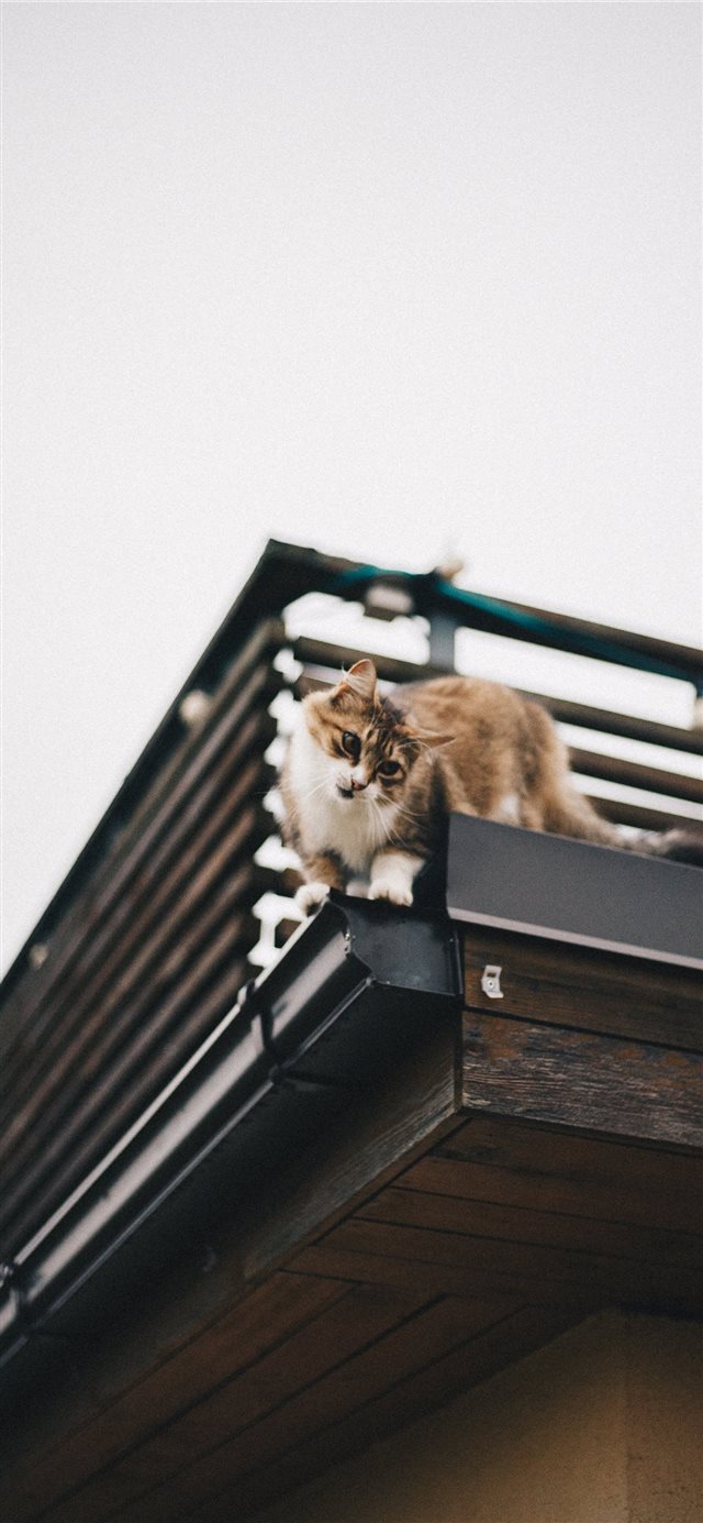 1125x2436 Latvia - cat iPhone X Wallpaper