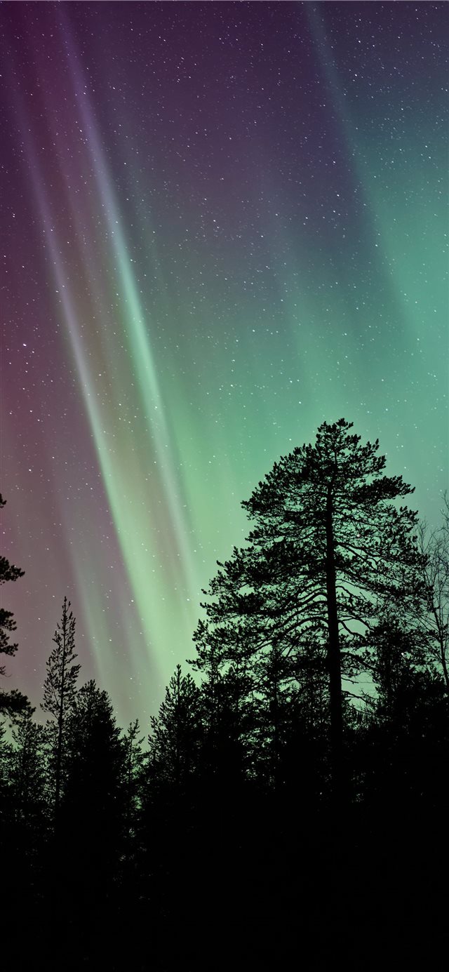 1125x2436 silhouette photo of aurora borealis - night iPhone X Wallpaper
