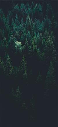 Best Forest Iphone X Hd Wallpapers Ilikewallpaper