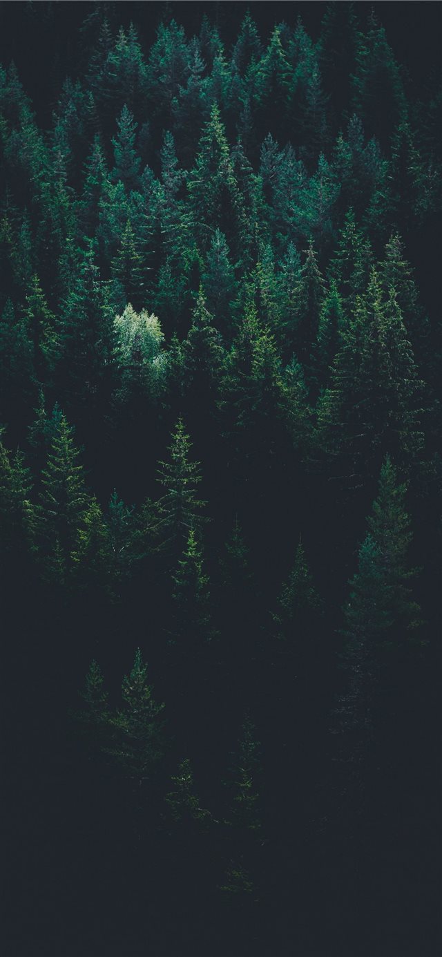 1125x2436 scenery of forest trees - water iPhone X Wallpaper