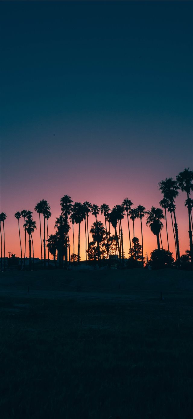 1125x2436 palm trees during sunset -  iPhone X Wallpaper