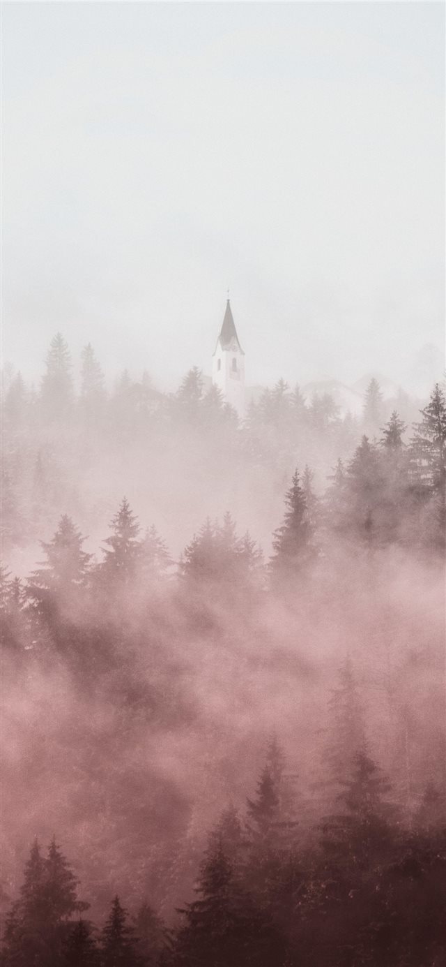 1125x2436 pine trees covered in fogs -  iPhone X Wallpaper