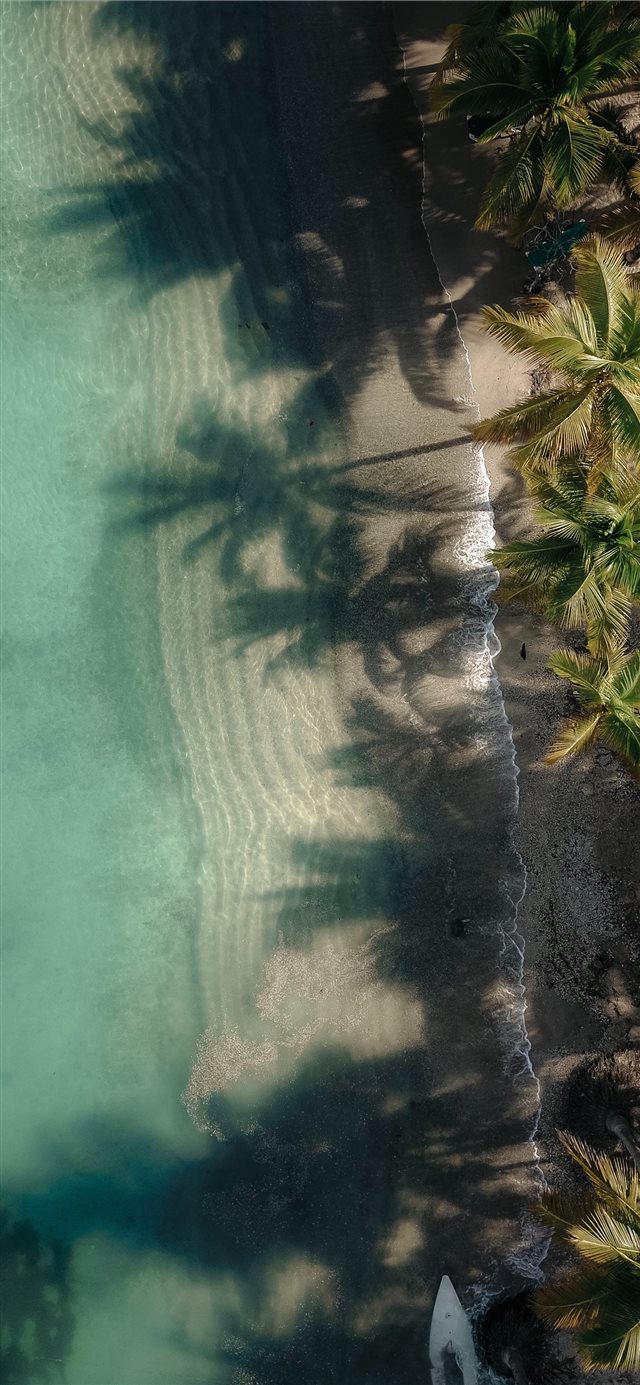 1125x2436 aerial photography of green coconut palm trees nea... - tropical iPhone X Wallpaper