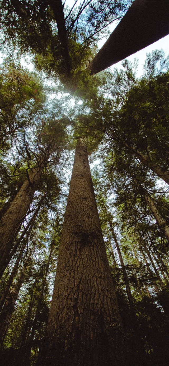 1125x2436 tall green trees during daytime - tree iPhone X Wallpaper