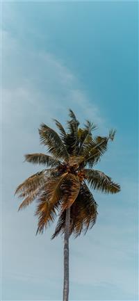 green coconut tree under blue sky wallpaper