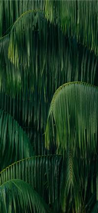 palm leaves wallpaper