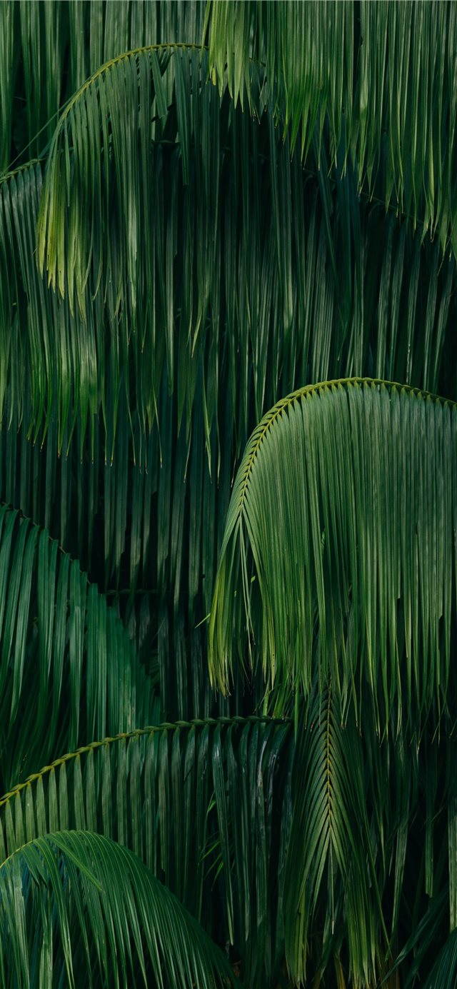 1125x2436 palm leaves - green iPhone X Wallpaper