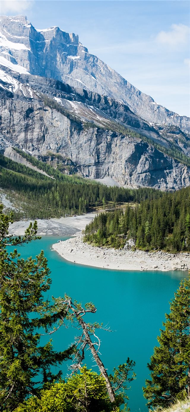 1125x2436 green leafed tree - scenery iPhone X Wallpaper