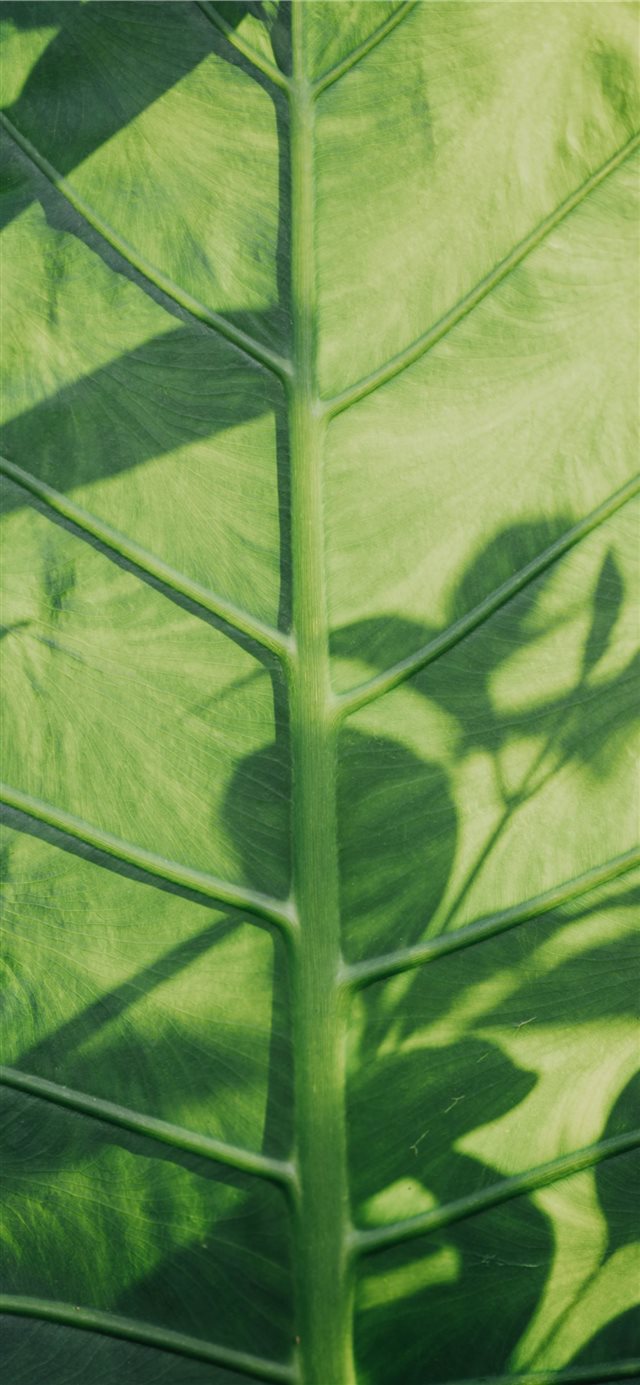1125x2436 Colocasia esculenta leaf - flower iPhone X Wallpaper