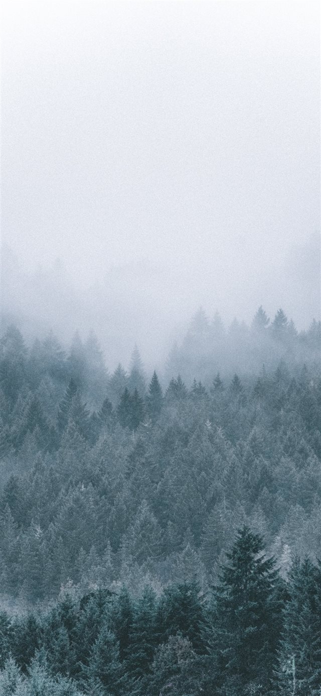 1125x2436 foggy icy green pine trees scenery - snow iPhone X Wallpaper