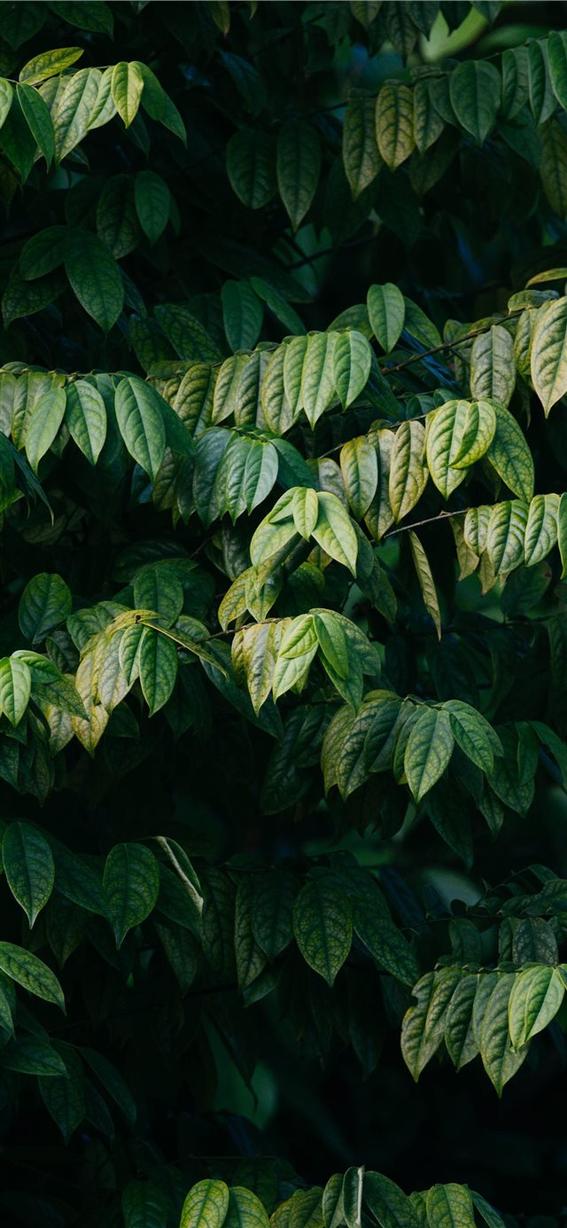 1125x2436 selective focus photography of green leafed plants... - bird iPhone X Wallpaper