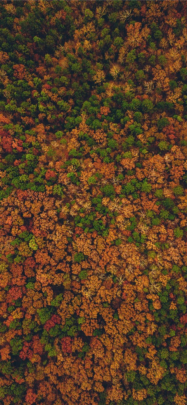 1125x2436 aerial view photography of forest - scenery iPhone X Wallpaper
