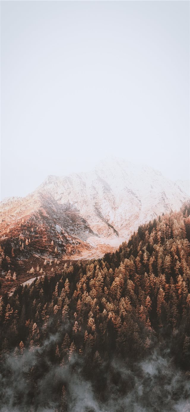 1125x2436 pine trees under foggy weather during daytime - tree iPhone X Wallpaper