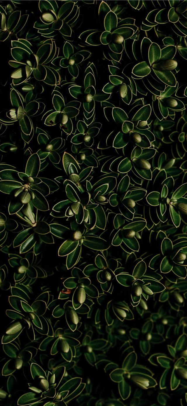 1125x2436 green leaf plant - green iPhone X Wallpaper
