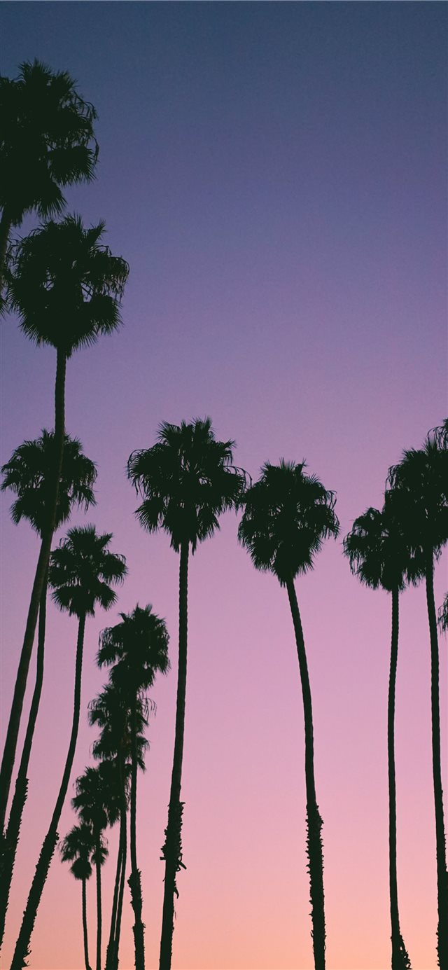 1125x2436 silhouette of trees during golden hour - palm tree iPhone X Wallpaper