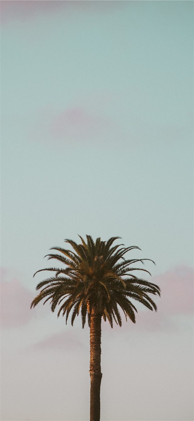 1125x2436 green palm tree - palm tree iPhone X Wallpaper