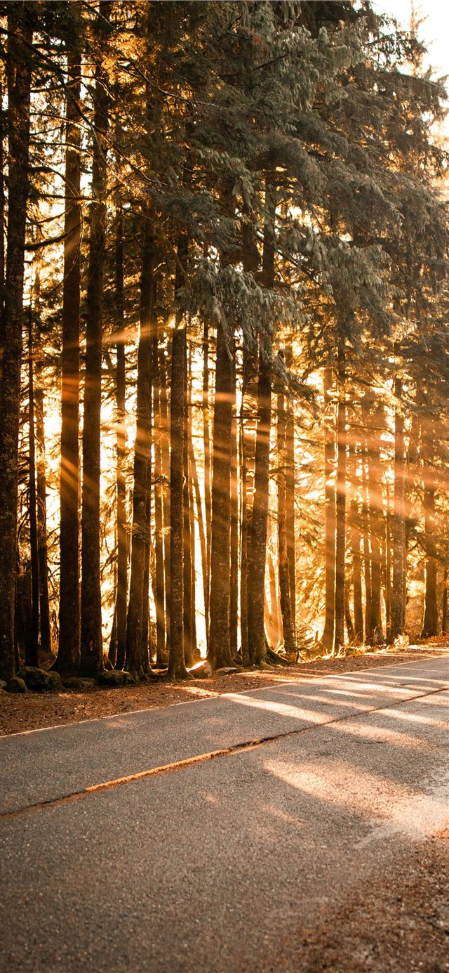1125x2436 concrete road beside trees - tree iPhone X Wallpaper