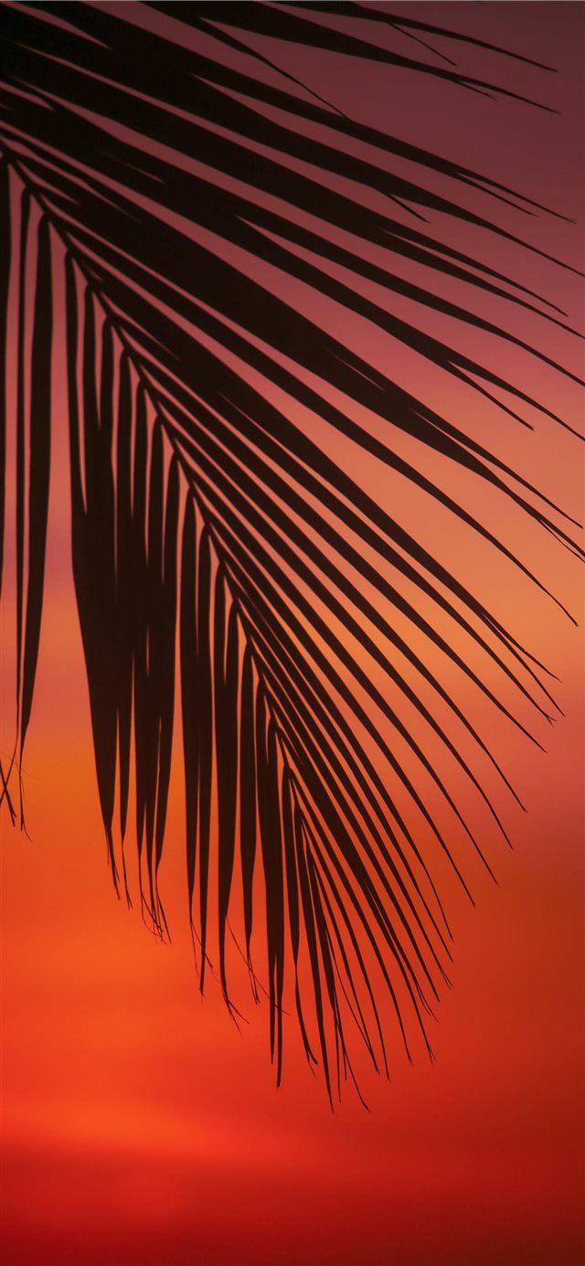 1125x2436 palm tree leaf - tree iPhone X Wallpaper