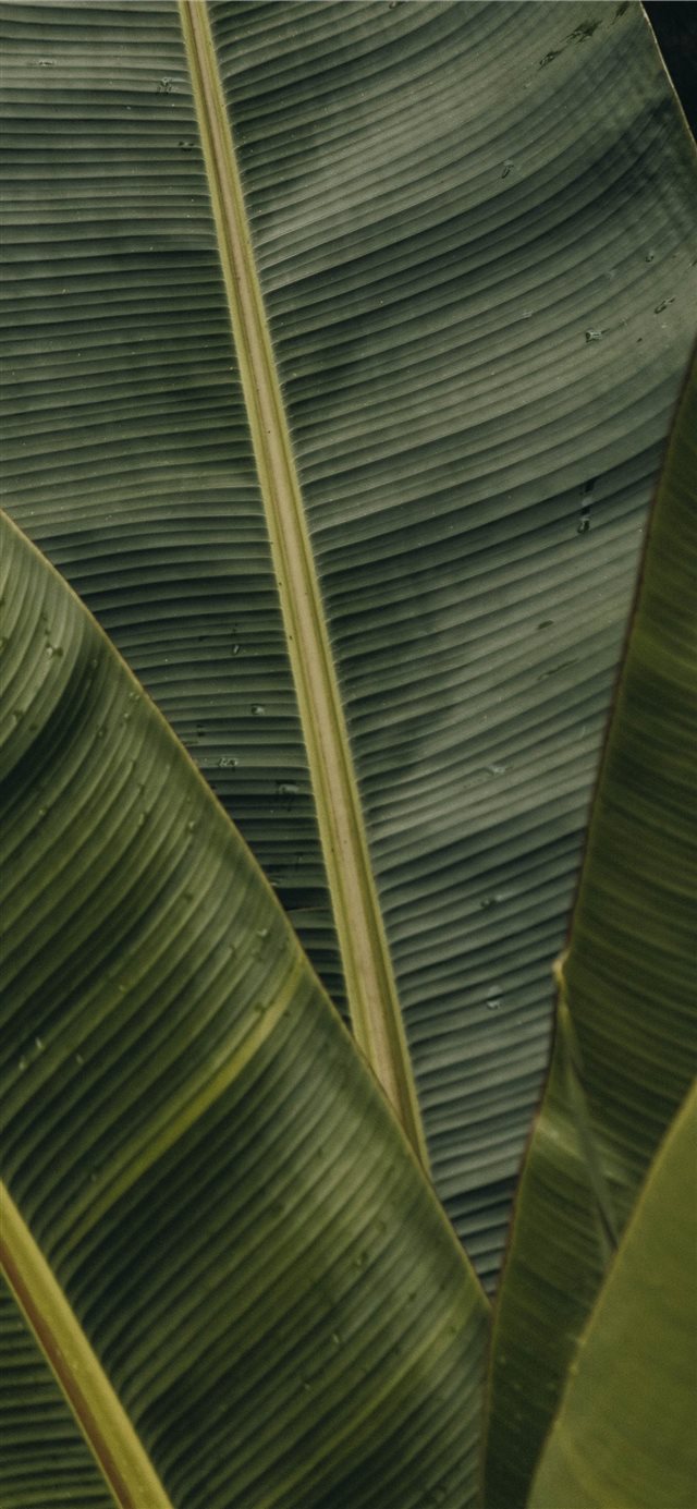 1125x2436 green banana leaves - grey iPhone X Wallpaper