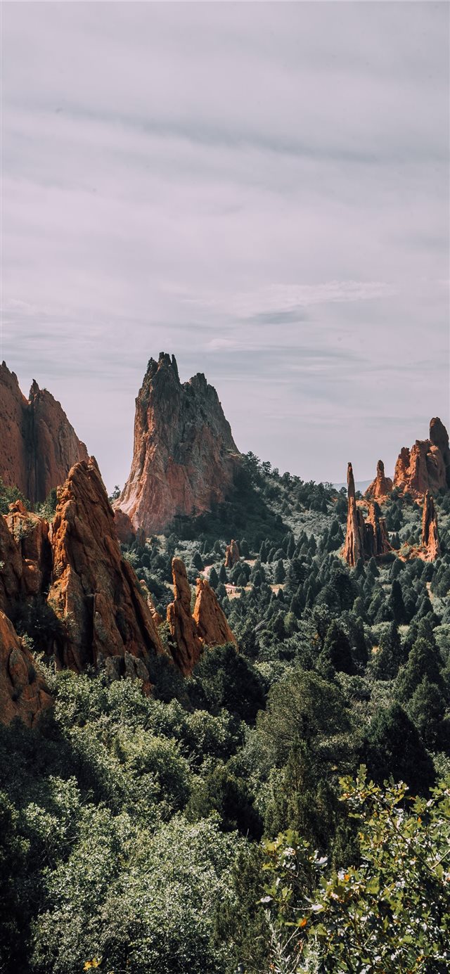 1125x2436 aerial photo of trees - tree iPhone X Wallpaper
