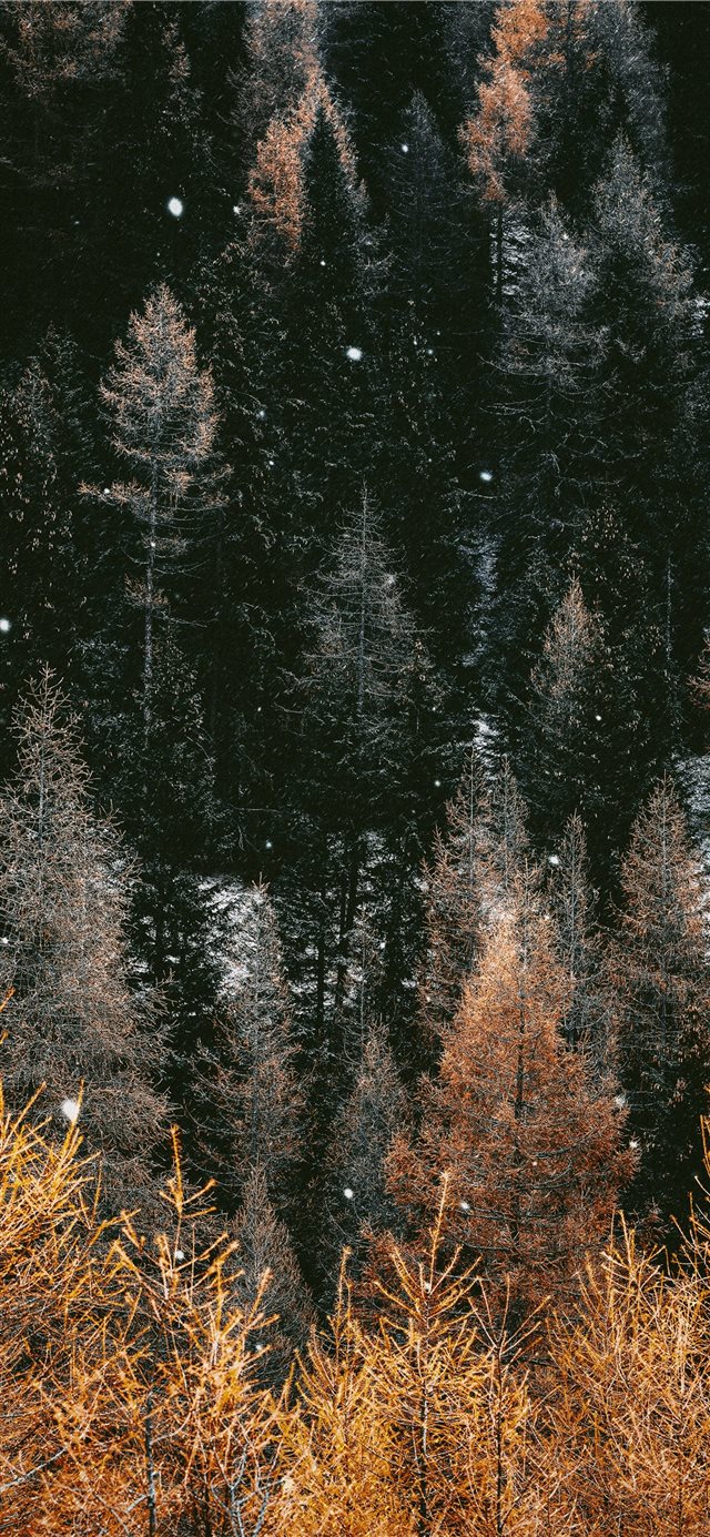 1125x2436 brown trees during daytime - green iPhone X Wallpaper