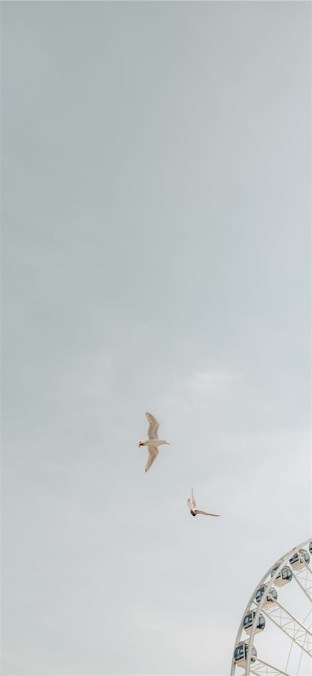 1125x2436 two birds on flight - space iPhone X Wallpaper
