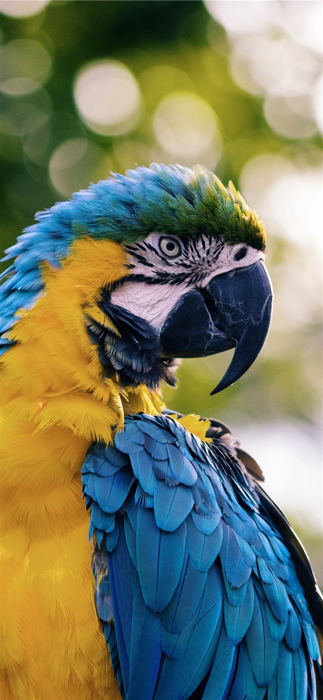1125x2436 close up of a yellow and blue macaw - bird iPhone X Wallpaper